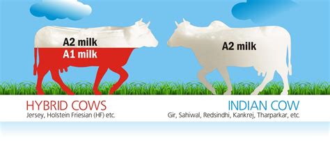 A2 COW MILK breedwise for noida only :: a2milkbasket