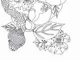 Snake & Flowers Coloring Page Graphic By County Road  sketch template