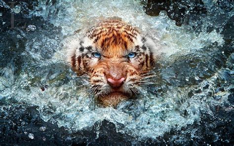 Wild Photography Wallpapers - Top Free Wild Photography Backgrounds - WallpaperAccess
