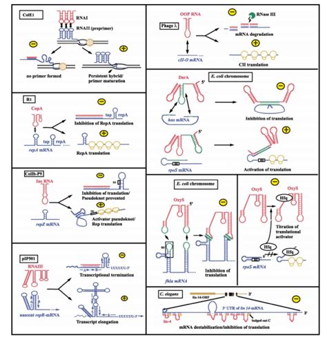 🌷 Antisense rna technology. What is Antisense Technology?. 2022-11-07