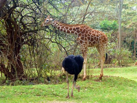 Nairobi Safari Walk - Kenyan Moments