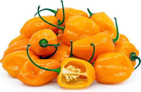 Orange Habanero Chile Peppers Information, Recipes and Facts