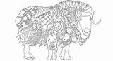 Coloriage De boeuf Musqué  Coloring Pages Color Nature sketch template