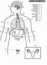 Endocrine System Coloring Worksheet Sketch Page sketch template