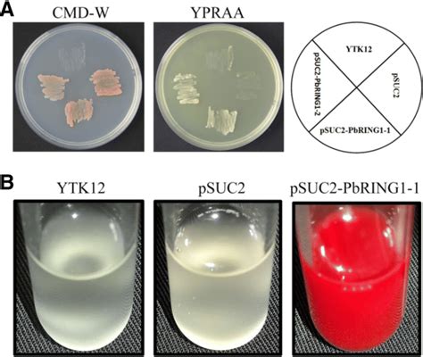 Validation of the function of signal peptide of PbRING1 by yeast... | Download Scientific Diagram