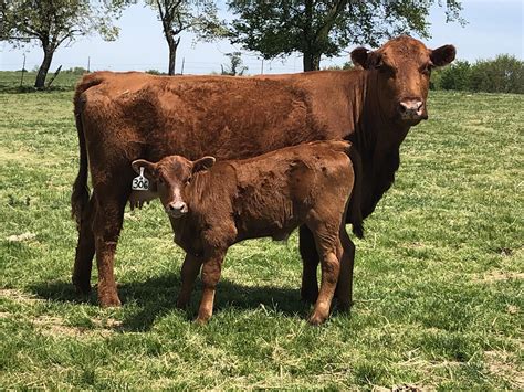 19 Crossbred Cow and Calf Pairs - Hereford - Angus - Beefmaster - Simmental For Sale in Purdy ...