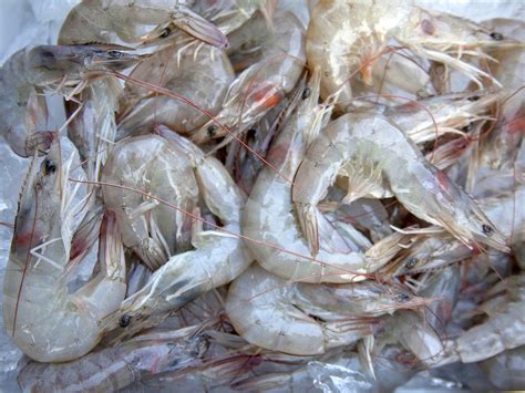 Wild Caught Gulf White Shrimp - Old Major Market