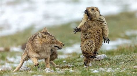 Feature: Bao Yongqing, photographer capturing wildlife moment on roof of world - Xinhua ...