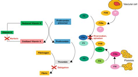 Rivaroxaban Mechanism Of Action