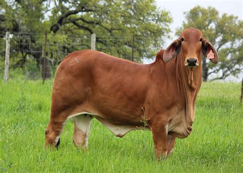 Cattle For Sale - Broken Triangle Cattle - Brahman in Caldwell, Texas