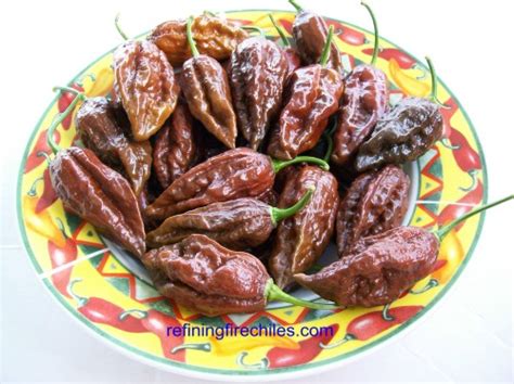 Chocolate Bhut Jolokia | Super Hot Chiles