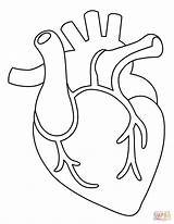 Heart And Lungs Coloring Pages  Coloring Nation sketch template