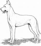 Great Dane Coloring Page  Free Printable Coloring Pages sketch template