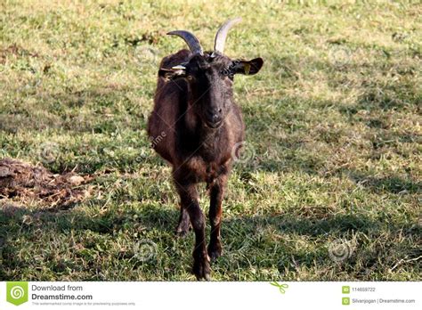 A brown goat with horns stock photo. Image of horns - 114659722