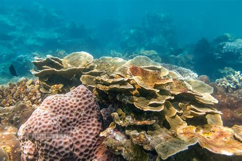 Underwater photo. Phuket Thailand. Coral reef and schools … | Flickr