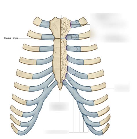 Joints of the Thoracic Wall: Label Diagram | Quizlet