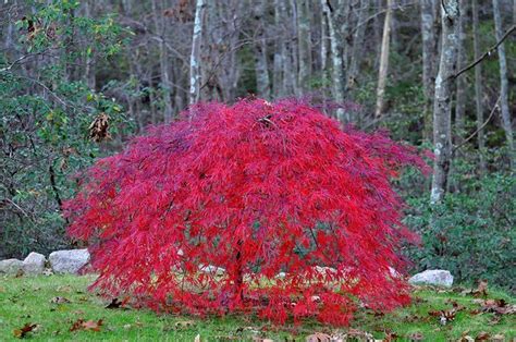 dwarf purple weeping Japanese maple | Dwarf Weeping Japanese Maple | MI Landscape | Pinterest ...