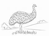 Cute Emu coloring Page  ColouringPages sketch template