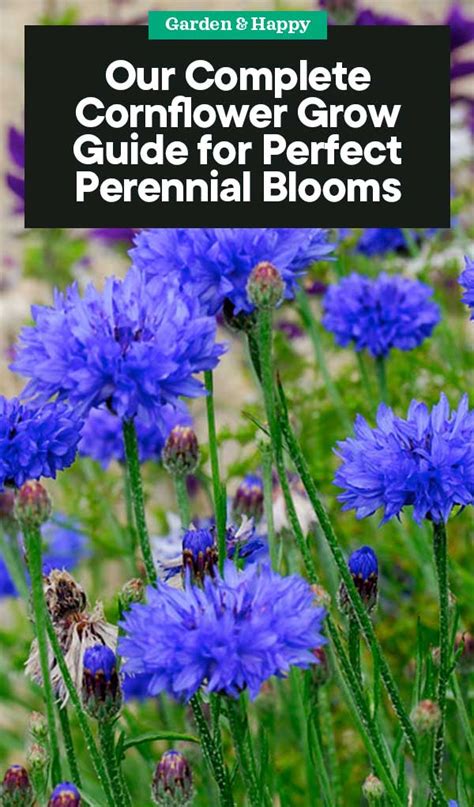 A Complete Guide on Growing Cornflower for Perfect Perennial Blooms - Garden and Happy