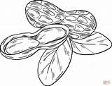 Peanuts coloring Page  Free Printable Coloring Pages sketch template