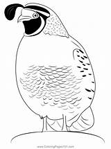 California Quail Male Coloring Page For Kids  Free Quails Printable sketch template