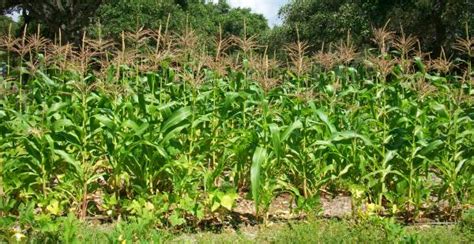 Maize Cultivation Information Guide | Asia Farming