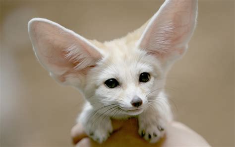 Ethereal Fennec Fox - HD Wallpaper