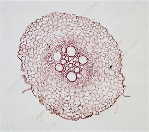 Maize root - Stock Image - C019/8741 - Science Photo Library