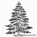 Pine Tree Coloring Pages  Free & Printable sketch template