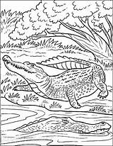Alligator Printable Coloring Pages sketch template