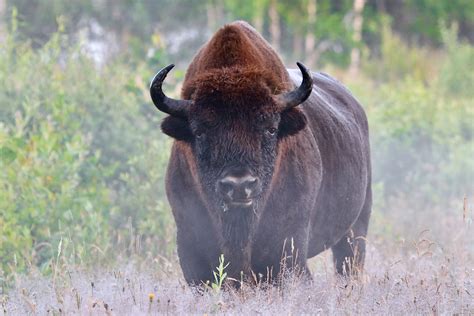 Summer 2020 trips in the Białowieża Forest - Wild Poland