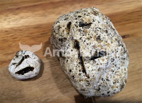 How to Identify AMBERGRIS | Ambergris New Zealand