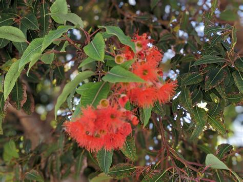 Corymbia ficifolia (Cultivated) - efloraofindia