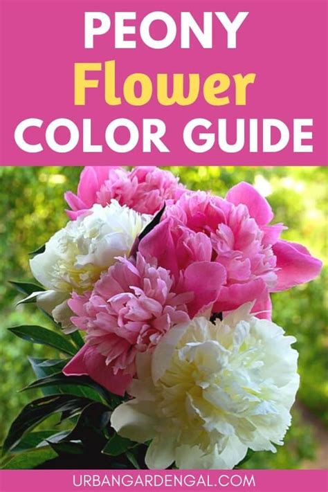 Peony Color Guide - Urban Garden Gal