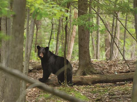 The intentional feeding of bears is “a wholly selfish act” - Hudson ...