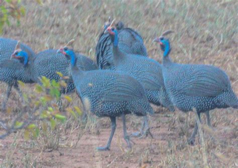 Cannundrums: Helmeted Guineafowl