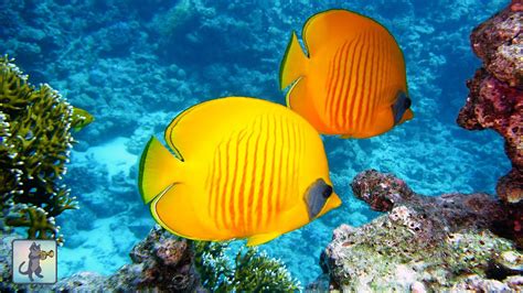 Stunning Underwater Marine Life ~ Coral Reef Fish & The Best Relax Music - YouTube