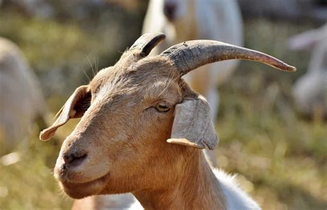 Goat Farming Insurance in India, Companies, Policies, and Premiums