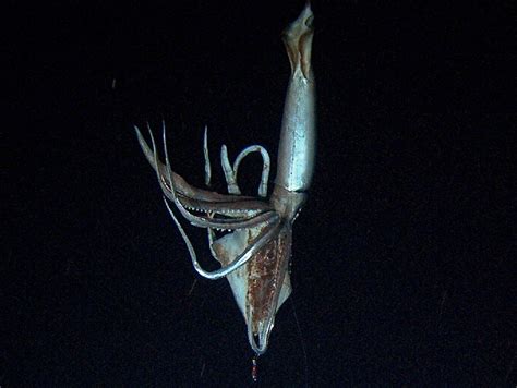 Captured deep beneath the waves: 10-foot squid filmed in natural habitat - World News | Calamar ...