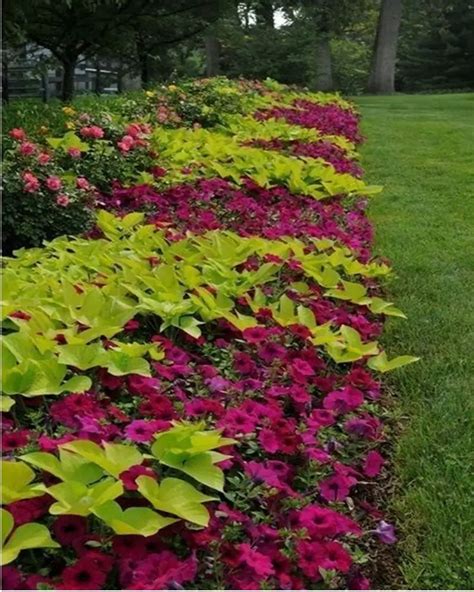 Striking Petunia Centerpiece Ideas for Garden Design and Yard ...