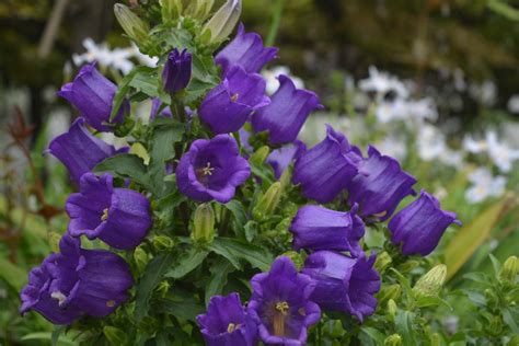 Campanula seed | BELL Garden Company,Wholesale Plant seeds,Alive roots,Medicinal herbs,medicinal ...