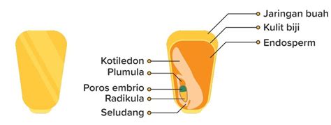 Jelaskan struktur biji tumbuhan....