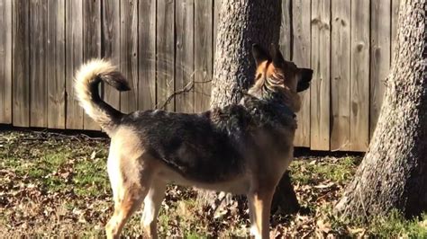 German Shepherd vs Squirrel 🐿(Squirrel Lives) - YouTube