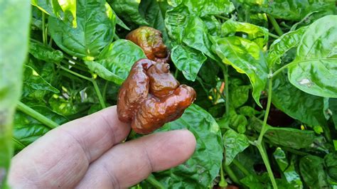 Trinidad Scorpion Chocolate Chilli Seeds - Super Hot Pepper Seeds from ...