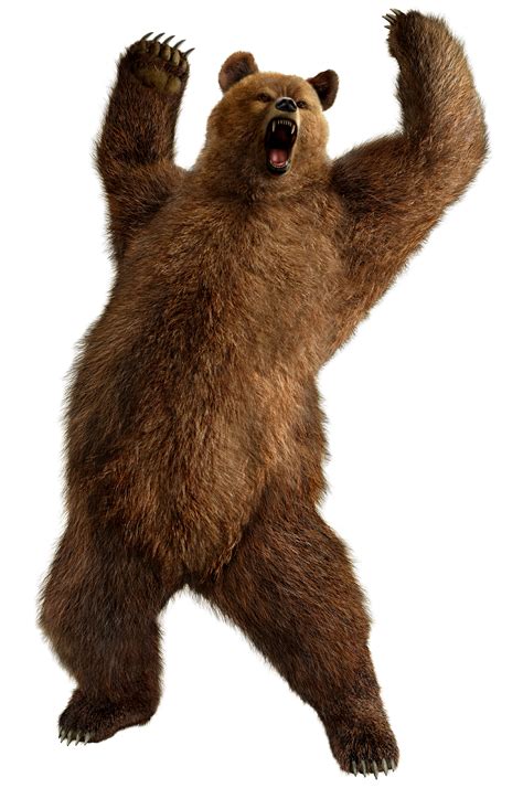 brown greezly bear PNG image