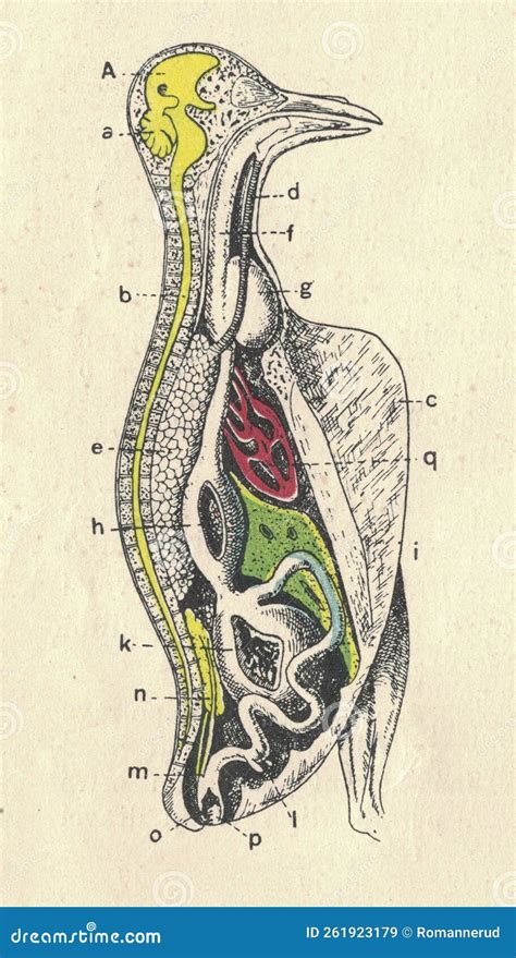 Antique Engraved Illustration of the Bird Anatomy Pigeon. Vintage ...