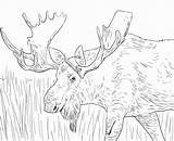 Elk Pages Printable Coloring sketch template