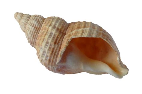 Free photo: Sea, Shell, Clam, Ocean, Sea Shells - Free Image on Pixabay - 1162770