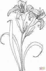 Lilies coloring Page  Free Printable Coloring Pages sketch template