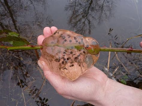 Oakville Blobs – The Mysterious ‘Rain’ That Caused The Whole Town To ...